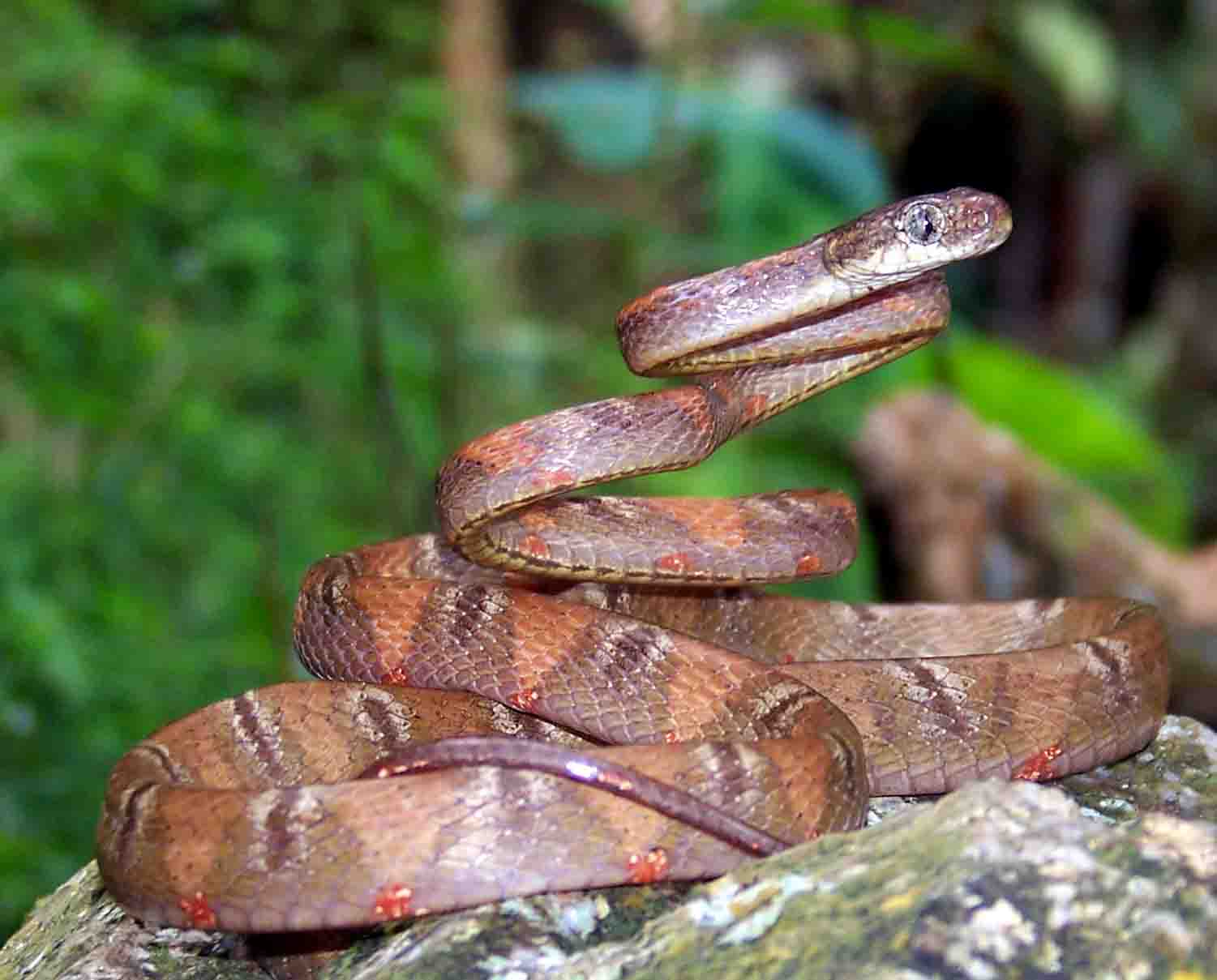 Boiga drapiezii